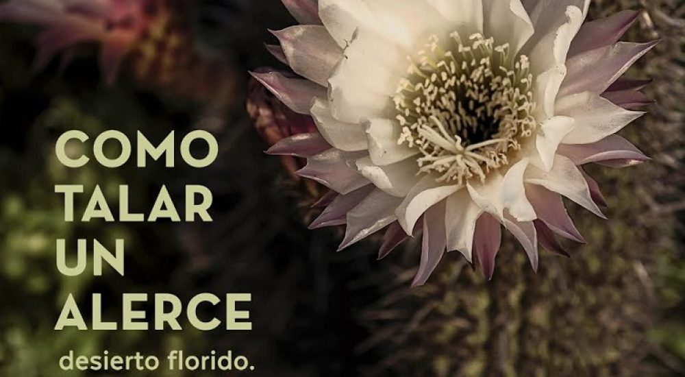 COMO TALAR UN ALERCE - DESIERTO FLORIDO