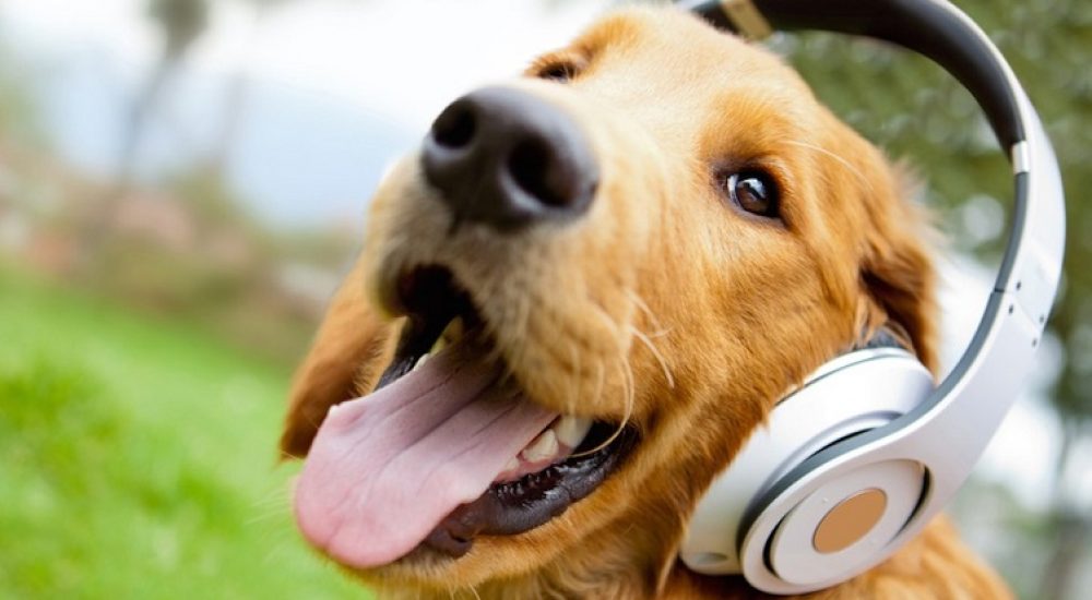 PERROADIFONOSPORTADA